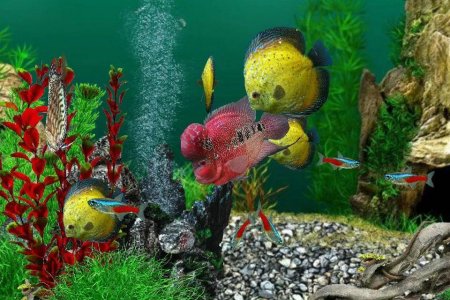 AquaLife 3D 81.6.4 Para Hileli Mod Apk indir